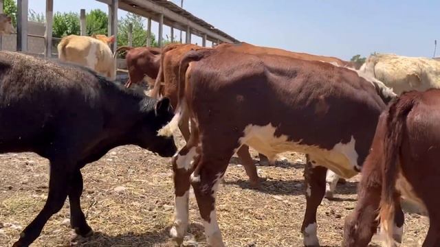 Бо дархости подписчико АНГУСТ АЙШИР СЕМЕНТАЛ ??