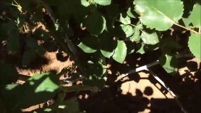 РОЗЫ ЛЕТОМ / ОБРЕЗКА РОЗЫ / ПОДКОРМКА РОЗ ЛЕТОМ / УХОД ЗА РОЗАМИ ЛЕТОМ / Органическое земледелие