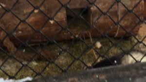 Какие звери живут в зоопарке в Новоабзаково? Часть 1 поездки мастерицы Настюши в Абзаково.