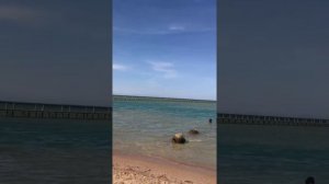 отдыхаем в Panorama Bungalows Resort hotel El Gouna