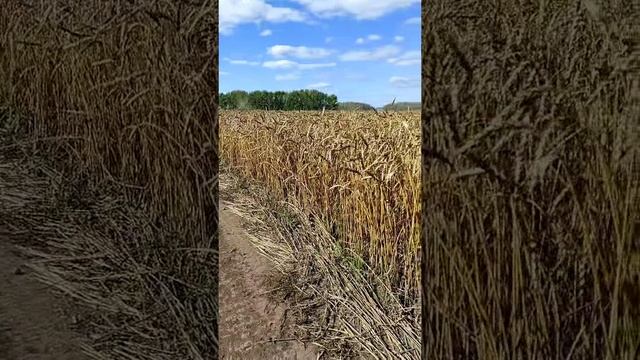Золото Сибири