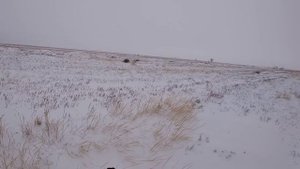 ?♂️Как из под ног троплёный заяц ушёл.