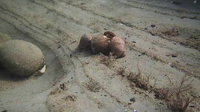 Стая мальков. Раки-отшельники. смотреть онлайн