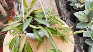 Hanging Hoya Longifolia | Live from the Nursery Series