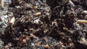 Восковая моль (огневка)