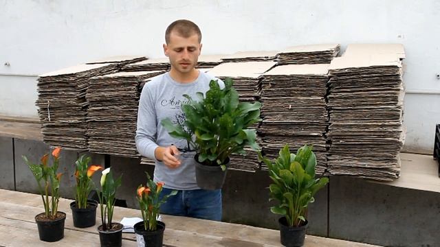 Каллы, выращивание каллы