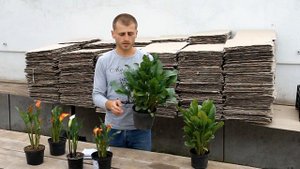 Каллы, выращивание каллы