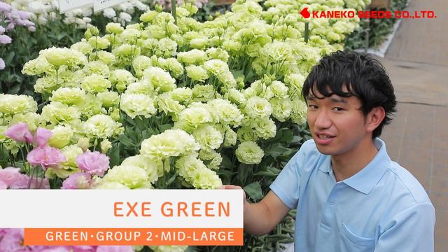 Kaneko Lisianthus Exhibition 2022 смотреть онлайн