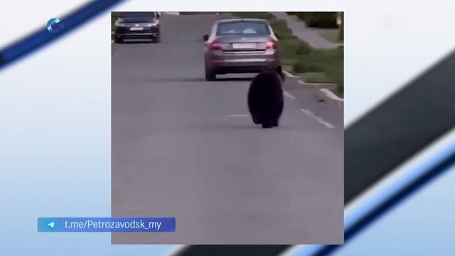 В Петрозаводске отлавливают медведей, которые бродят по Древлянке и Птицефабрике смотреть онлайн
