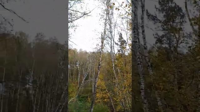Золотая осень . Березы . Дрожат листья осины . # Shorts смотреть онлайн