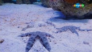 Подводные прятки. Микроистория.
