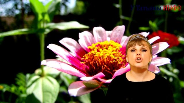 ЦИНИИ МАЙОРЫ. Расскажу интересно, как вырастить цинии ;) смотреть онлайн