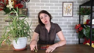 Замачивание семян в листе алоэ ✔️ Семена в листике алоэ