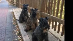 Episode 84: Kerry Blue Terrier- Youlia Anderson from PennTerra's Kerry Blue Terriers