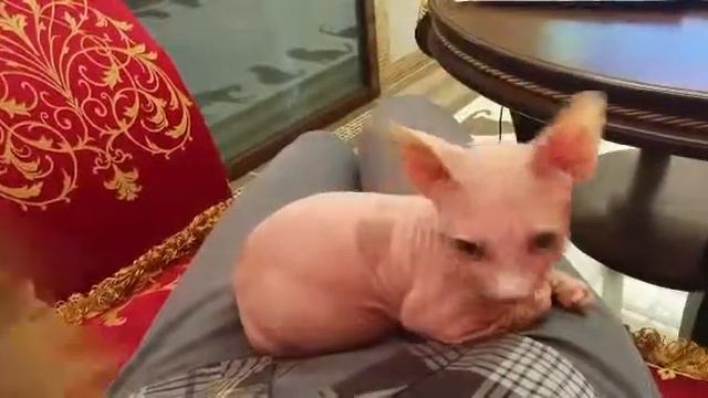 Osiris murmulet смотреть онлайн