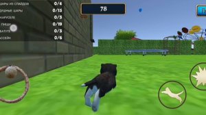 Новый дом щенка Боба