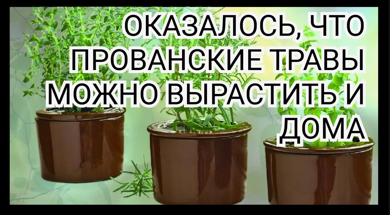 Оказывается, прованские травы можно с легкостью выращивать и в квартире!