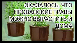 Оказывается, прованские травы можно с легкостью выращивать и в квартире!