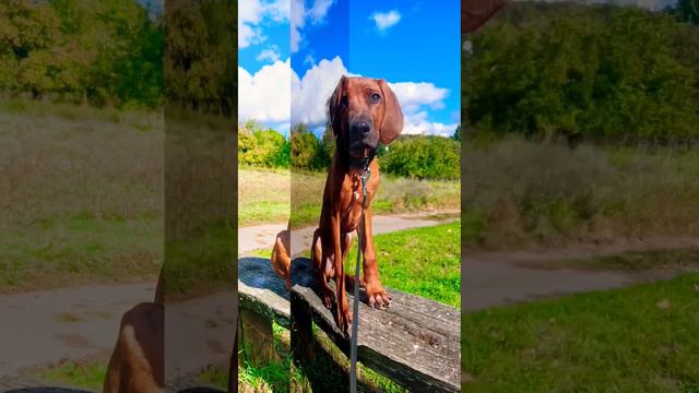 #щенок #rhodesianridgeback #родезийскийриджбек смотреть онлайн
