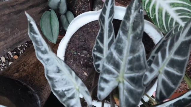 My Alocasia Bambino смотреть онлайн