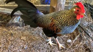 Grey Jungle Fowl fed by hand.