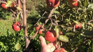 Яблони  Зимних сортов Спартан, Рубинете, Пинк Леди, Бреберн, Фуджи, Супер Старк.Зизифус десертный