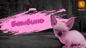 Бомбейская Кошка: Грациозная Черная Красавица в Мире Домашних Любимцев