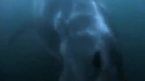 (Мегалодон) Белая акула Субмарина - доказательства существования