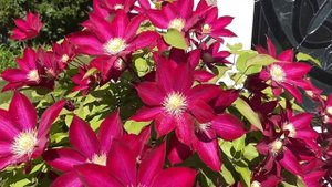 Clematis Sunset/Clematis/my garden 2021/Toronto/Canada