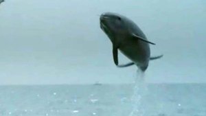 Они увидели как дельфин подплыл к лодке. Через секунду случилось ЭТО...