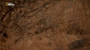 История одной гиеновой собаки | Nat Geo Wild | HD