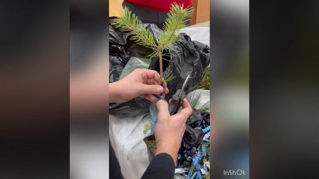 Привить сосну смотреть онлайн