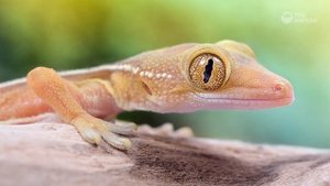 Геккон | Тайна жизни