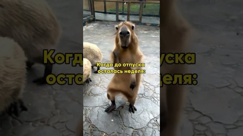 #музыка #юмор #топ