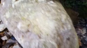 Окаменелости.