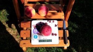 Персик в Беларуси, Елгавский.