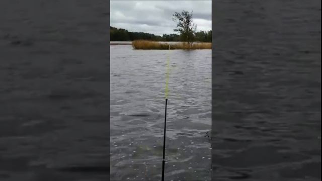 Рыбалка на фидер, секрет клёва. смотреть онлайн