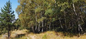 ОСЕННИЕ ЗАРИСОВКИ ПО ГОРОДСКОМУ ПАРКУ В КИСЛОВОДСКЕ