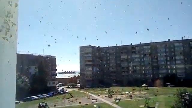 Сбежавший рой пчел,решил поселиться на балконе,кому то сюрприз смотреть онлайн