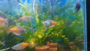 Самая лучшая подложка в аквариум!Вечный аквариум?-Аквариум для ленивых.