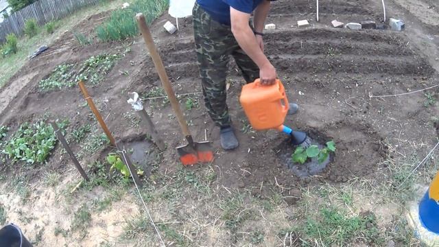 ВЫСАДКА ВИНОГРАДА В ОГОРОДЕ !!! смотреть онлайн