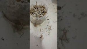 Посадка клубней алоказий в мох.