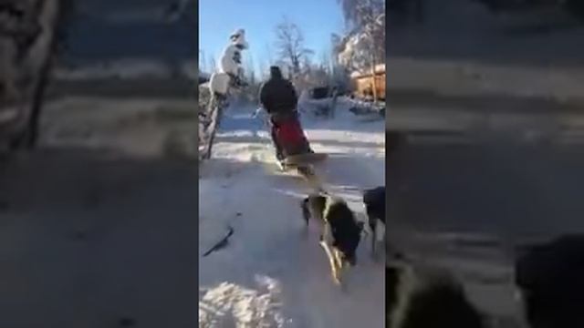 Dog Sledding In Alaska Fairbanks Ездовые собаки Аляска катание на собачьих упряжках