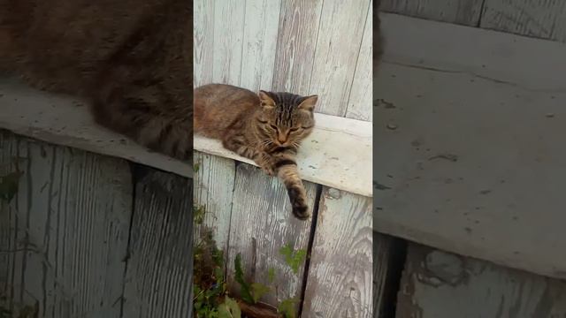 Я котёнок Катя хочет изминить названия КАНАЛА!!! МиНи новости. Джоня поёт РЕП. смотреть онлайн