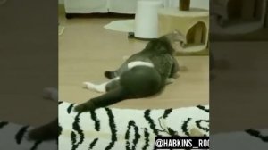 Когда жене не хватает романтики Дагестанская озвучка @юмор.?