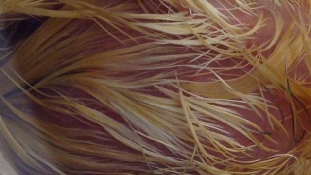 Рождение цыплёнка ? / Вылупление цыплят ? / Как рождаются цыплята ? / Цыплята появляются на свет✨