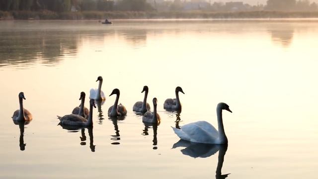 Как нужно фотографировать Love Story. Свадебный фотограф в Киеве. Фотограф Киев