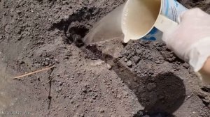 Как сажать капусту на грядку. Что добавить в лунки для капусты