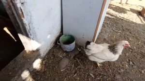 Выпустили курочек 🐔🌿 Принцессы все в душе колхозницы😻😍 Морозник зацветает🌼Живем в станице🧡