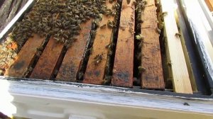 холодная весна и майский мед в Подмосковье, 22 мая - один магазин меда уже есть.